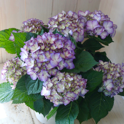 お得❗️ハイドランジア 鉢いっぱいの大きな紫陽花 秋色アジサイ２種2個セット宅急便 お得❗️ハイドランジア 鉢いっぱいの大きな紫陽花 秋色アジサイ