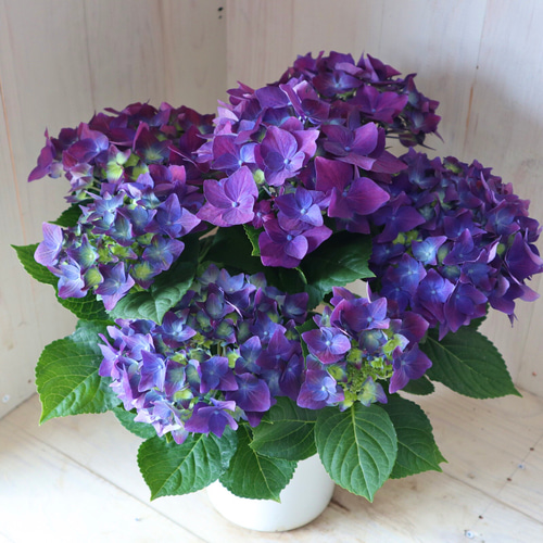 秋色アジサイ♡ディープパープル♡ハイドランジア♡5号鉢♡ アート