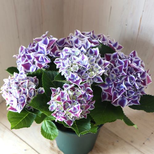 【専用商品】　アジサイ　オーダーアソート　8寸2鉢 紫陽花 専用商品】 アジサイ オーダーアソート 8寸2鉢 紫陽花