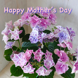 母の日♡紫陽花♡きらきら星♡ラッピング♡ギフト♡5号鉢♡ アート