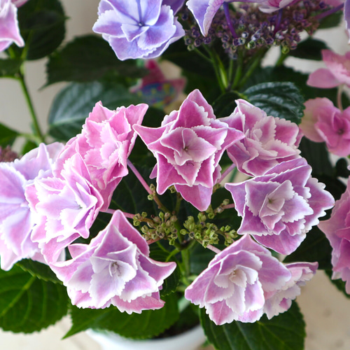 母の日♡紫陽花♡きらきら星♡ラッピング♡ギフト♡5号鉢 母の日♡紫陽花♡きらきら星♡ラッピング♡ギフト♡5号鉢