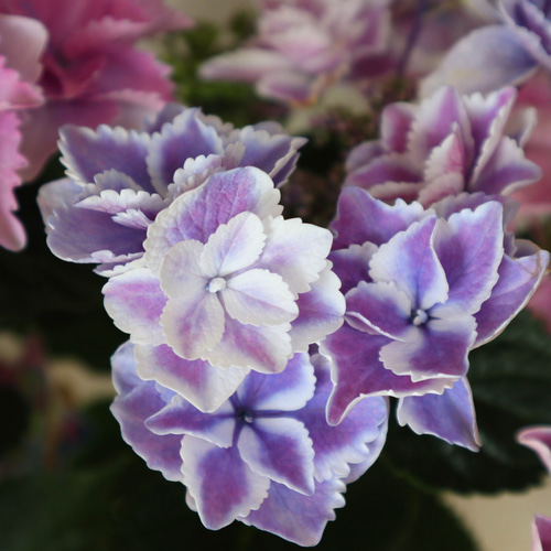 母の日♡紫陽花♡きらきら星♡ラッピング♡ギフト♡5号鉢 母の日♡紫陽花♡きらきら星♡ラッピング♡ギフト♡5号鉢