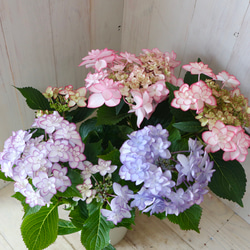 ピンク&ブルー♡ひな祭り♡紫陽花♡ハイドランジア♡5号鉢