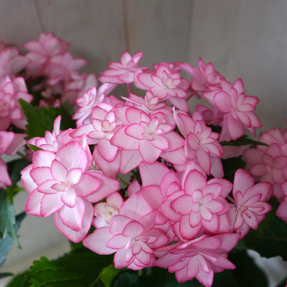 ひな祭り♡ピンク♡紫陽花♡ハイドランジア♡ギフト♡5号鉢♡ 3枚目の画像