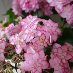 ひな祭り♡ピンク♡紫陽花♡ハイドランジア♡ギフト♡5号鉢♡ 4枚目の画像