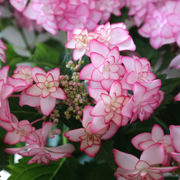 ひな祭り♡ピンク♡紫陽花♡ハイドランジア♡ギフト♡5号鉢♡ 5枚目の画像