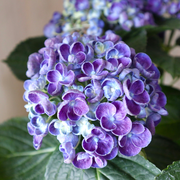 おたふく紫陽花♡ポップコーン♡ハイドランジア♡紫陽花♡5号鉢♡ 1枚目の画像