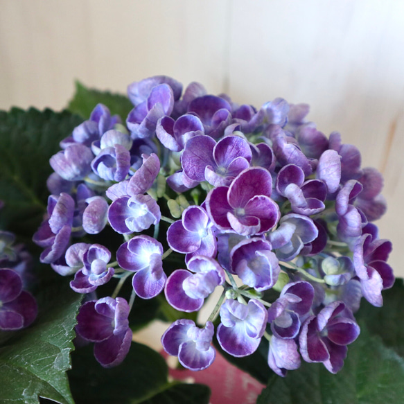 おたふく紫陽花♡ポップコーン♡ハイドランジア♡紫陽花♡5号鉢♡ 4枚目の画像