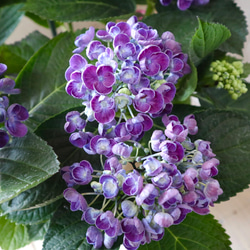 おたふく紫陽花♡ポップコーン♡ハイドランジア♡紫陽花♡5号鉢♡ 5枚目の画像