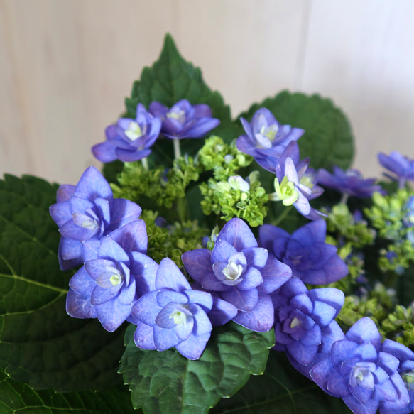 紫陽花 おたふく紫陽花♡ポップコーン♡ハイドランジア♡紫陽花♡5号鉢