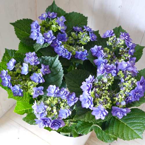 Niko様　紫陽花ブローチ　各種 紫陽花満開 | ツブヤキ。