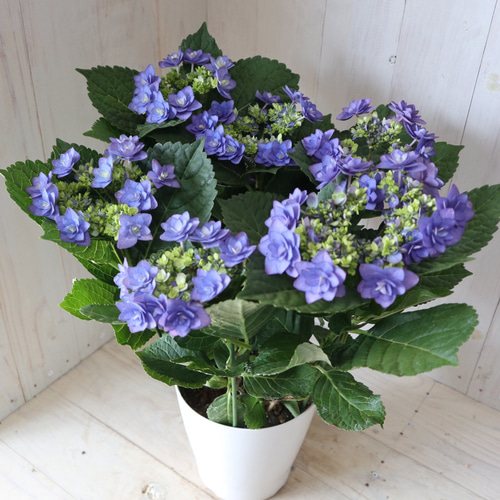 紫陽花 八重咲き♡卑弥呼♡紫陽花♡ハイドランジア♡5号鉢♡ アート
