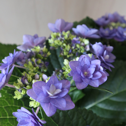 八重咲き♡卑弥呼♡紫陽花♡ハイドランジア♡5号鉢♡ アート