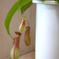 ウツボカズラ♡ネペンテス♡食中植物♡観葉植物♡鉢ごと♡ 5枚目の画像