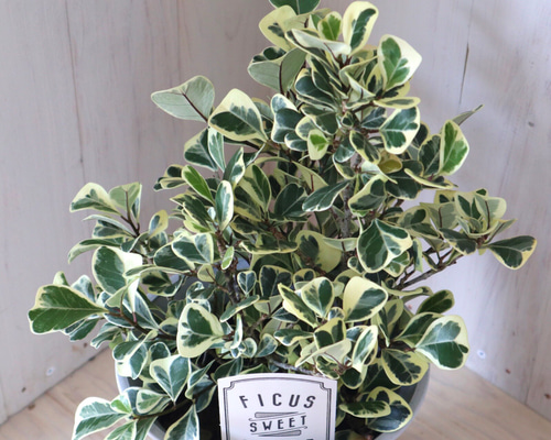 0_03f377bbba2e6b5c1f32e253fd7f