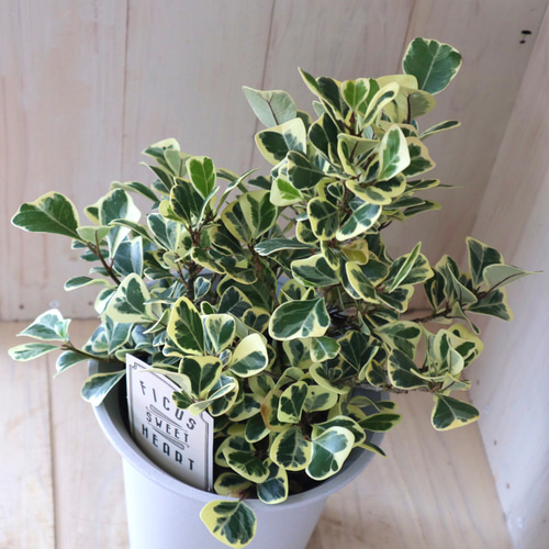 立派♡斑入り♡フィカス♡スイートハート♡観葉植物♡ アートフラワー