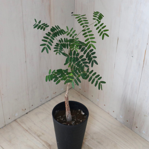 塊根植物♡デロニクス プミラ♡コーデックス♡観葉植物♡ アート