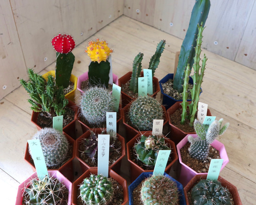 職人鉢 多肉植物 サボテンにも 楽天市場】多肉植物鉢 陶器鉢 植木鉢 プランター サボテン鉢