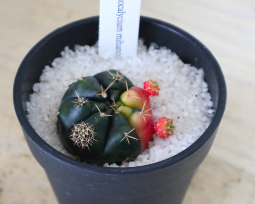 0_34da89bd72657810acca0b0c5037