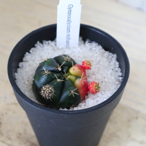 斑入り♡ギムノカリキウム♡ダムシー錦♡サボテン♡鉢ごと♡ 多肉植物