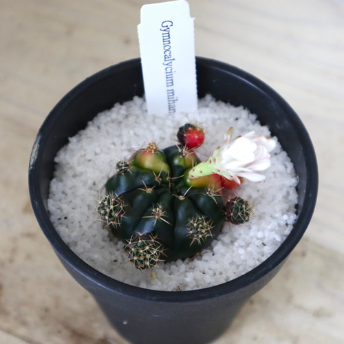 斑入り♡ギムノカリキウム♡ダムシー錦♡サボテン♡鉢ごと♡ 多肉植物