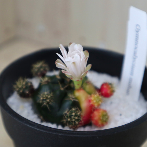 斑入り♡ギムノカリキウム♡ダムシー錦♡サボテン♡鉢ごと♡ 多肉植物