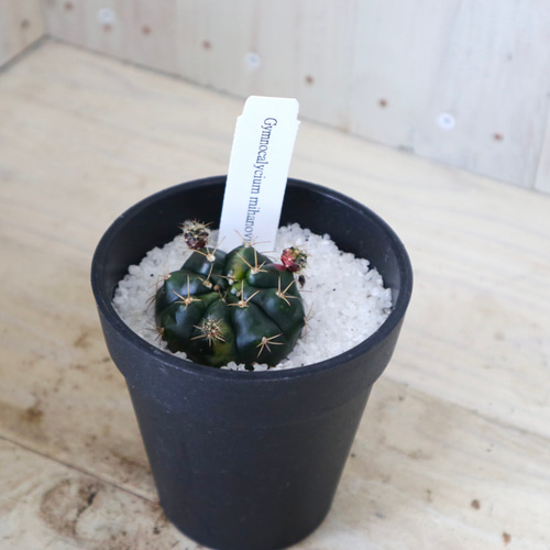 斑入り♡ギムノカリキウム♡ダムシー錦♡サボテン♡鉢ごと♡ 多肉植物