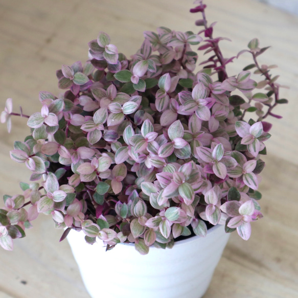 もりもり♡カリシアロザート♡桃色カリシア♡多肉植物♡鉢ごと♡ 2枚目の画像