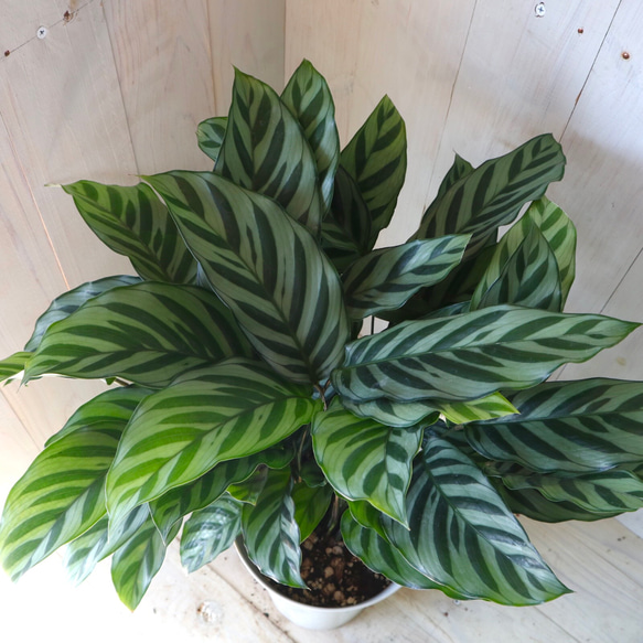 カラテア フレディ　観葉植物 カラテア ・ フレディ 糸島市 / cocoha [AWB017] 観葉植物 グリーン