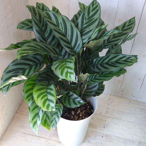 カラテア♡フレディ♡観葉植物♡インテリアグリーン♡6号鉢♡ アート