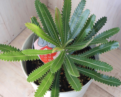 オージープランツバンクシア アエムラ 大鉢