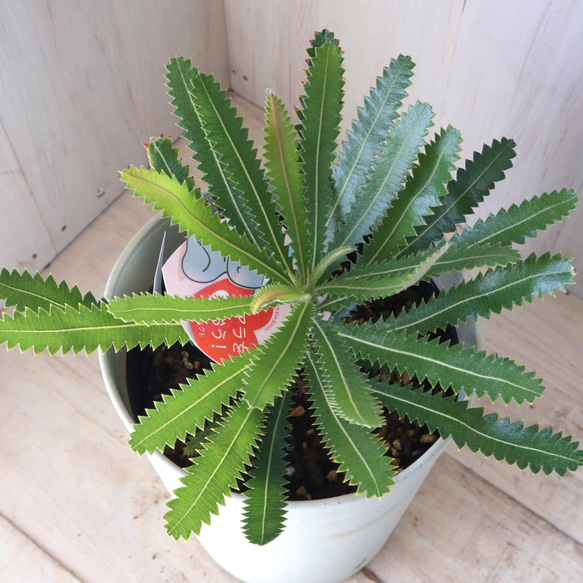 オージープランツ　バンクシア アエムラ 大鉢 オージープランツ♡バンクシア♡アエムラ♡常緑♡鉢ごと♡ アート