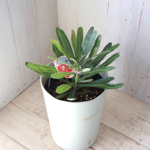 オージープランツ　バンクシア アエムラ 大鉢 オージープランツバンクシア アエムラ 大鉢