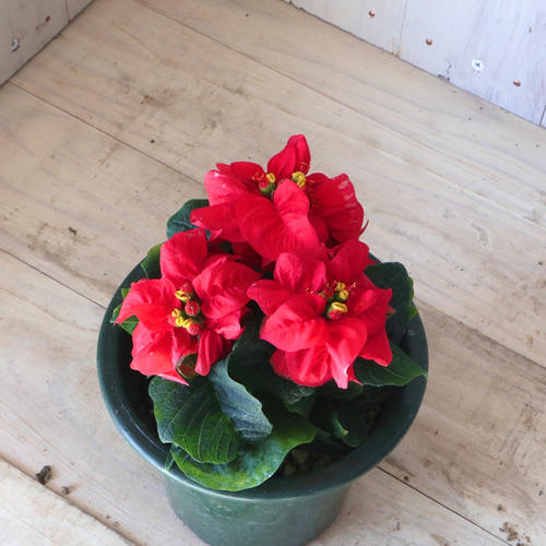 バラ咲き♡ポインセチア♡ロコスター♡クリスマス♡ アートフラワー