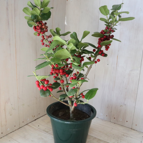 赤い実つき♡立派♡クリスマスホーリー♡西洋ヒイラギ♡鉢ごと