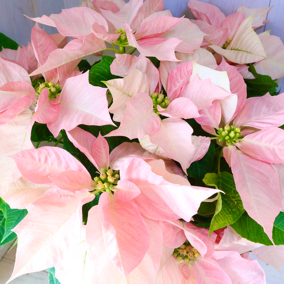 優しいピンク♡立派♡ポインセチア♡ビジョンオブグランデール