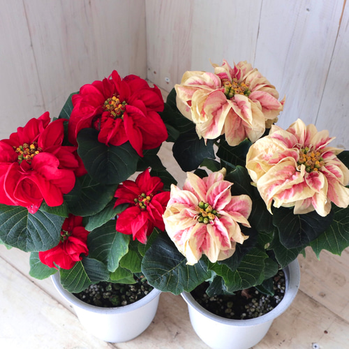 セット♡バラ咲き♡ポインセチア♡ウィンターローズ♡バイカラー  