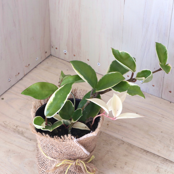 ホヤ♡カルノーサ♡リップカラー♡サクララン♡観葉植物♡麻巻き♡ 2枚目の画像