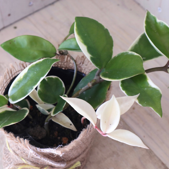 ホヤ♡カルノーサ♡リップカラー♡サクララン♡観葉植物♡麻巻き♡ 3枚目の画像