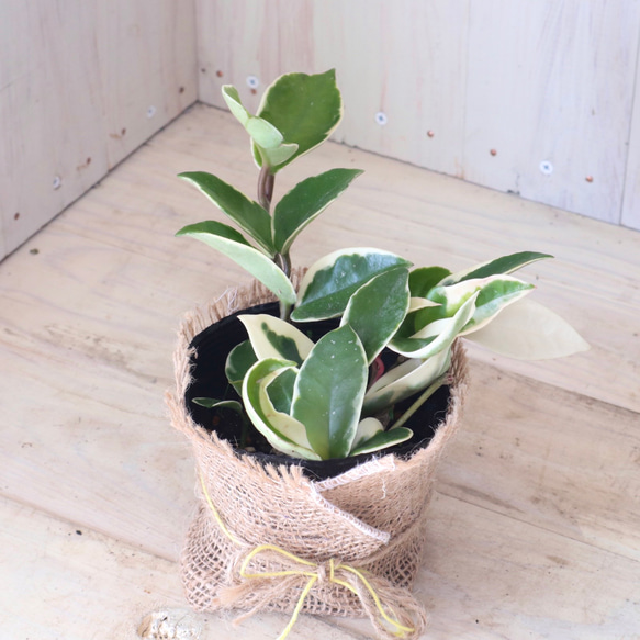 ホヤ♡カルノーサ♡リップカラー♡サクララン♡観葉植物♡麻巻き♡ 9枚目の画像