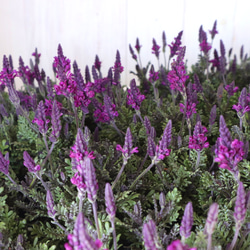 シックパープル♡レースラベンダー♡バイオレットフィズ♡鉢ごと