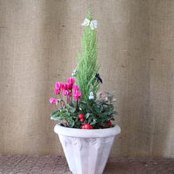 クリスマス♡寄せ植え♡可愛い陶器 1枚目の画像