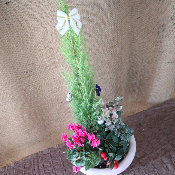 クリスマス♡寄せ植え♡可愛い陶器 2枚目の画像