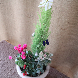 クリスマス♡寄せ植え♡可愛い陶器 3枚目の画像