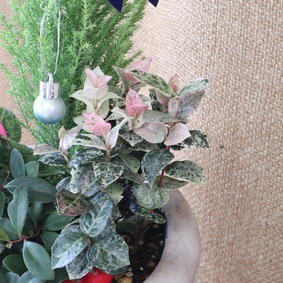 クリスマス♡寄せ植え♡可愛い陶器 6枚目の画像