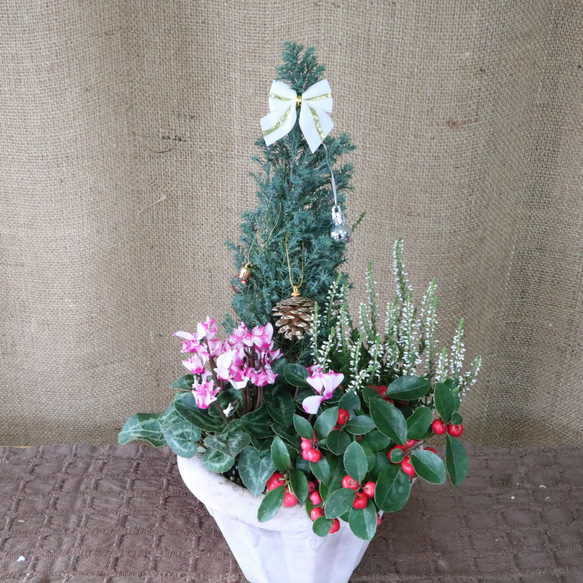 クリスマス♡寄せ植え♡可愛い陶器鉢 1枚目の画像