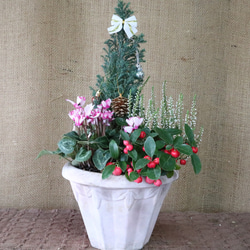クリスマス♡寄せ植え♡可愛い陶器鉢 2枚目の画像
