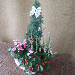 クリスマス♡寄せ植え♡可愛い陶器鉢 3枚目の画像