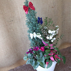 クリスマス♡寄せ植え♡可愛い陶器鉢 3枚目の画像