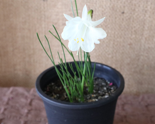 Flower商品です 原種系♡スイセン♡カンタプリカス♡モノフィラス♡ポットごと